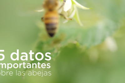 Día Mundial de la Abeja