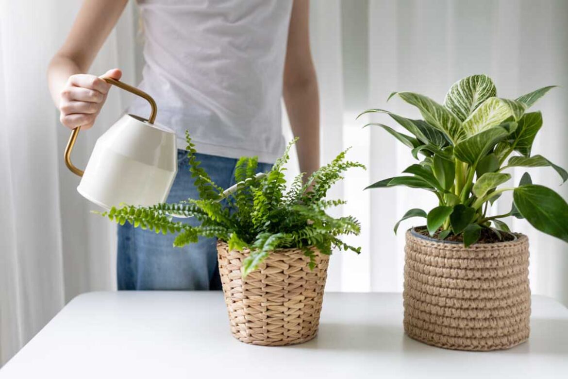 Transforma tu hogar en una casa sustentable