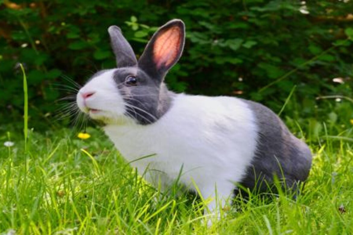 ¿Qué son los productos veganos y Cruelty-Free?