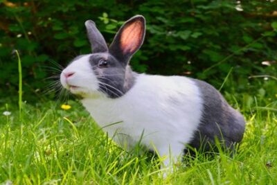 ¿Qué son los productos veganos y Cruelty-Free?